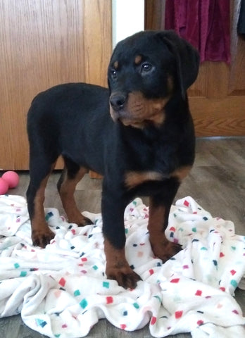 AKC Registered Rottweiler For Sale Sugarcreek OH Female-Shadow
