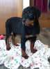 AKC Registered Rottweiler For Sale Sugarcreek OH Female-Shadow