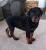 AKC Registered Rottweiler For Sale Sugarcreek OH Male-Diamond