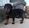 AKC Registered Rottweiler For Sale Sugarcreek OH Male-Diamond