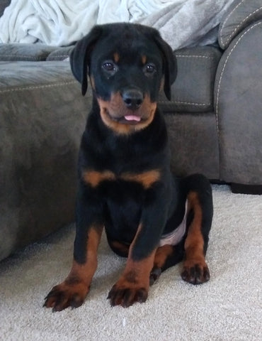 AKC Registered Rottweiler For Sale Sugarcreek OH Male-Diamond