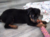 AKC Registered Rottweiler For Sale Sugarcreek OH Female-Hazel