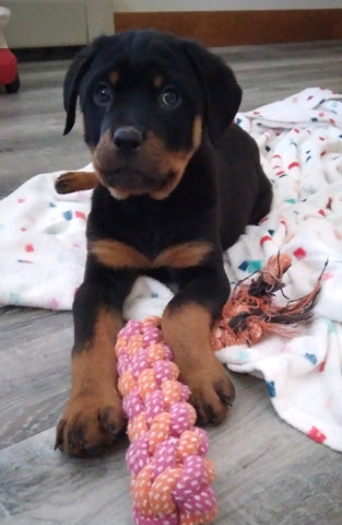 AKC Registered Rottweiler For Sale Sugarcreek OH Female-Hazel