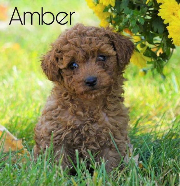 AKC Registered Toy Poodle For Sale Loudenville, OH Female- Amber