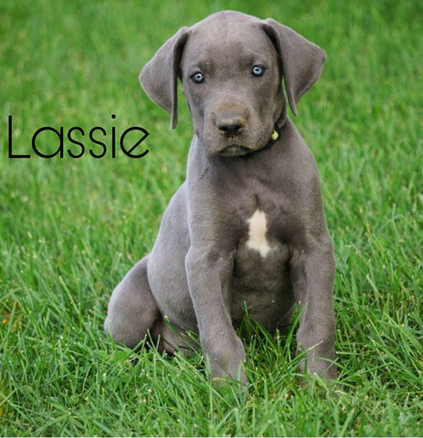 AKC Registered Great Dane For Sale Millersburg, OH Female - Lassie