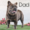 AKC Registered 'Fluffy' French Bulldog For Sale Fredericksburg OH Female-Bailey