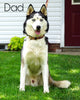 AKC Registered Siberian Husky For Sale Millersburg, OH Female- Dixie