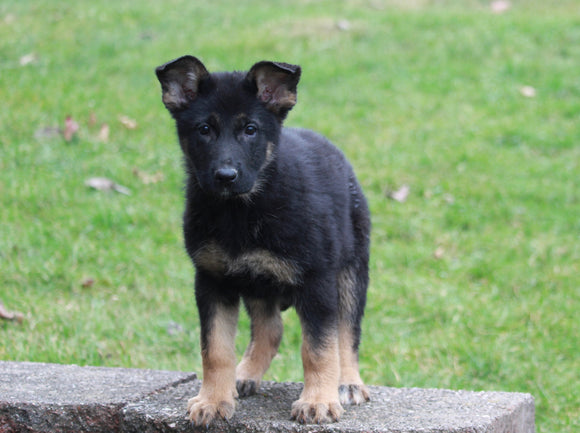 AKC Registered German Shepherd For Sale Millersburg, OH Female- Tonya