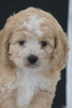 Cockapoo For Sale Dundee, OH Male- Chase