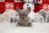 AKC Registered French Bulldog For Sale Fredricksburg, OH Female-Sprinkles