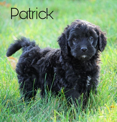 Mini Goldendoodle For Sale Loudenville, OH Male- Patrick