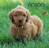 Mini Goldendoodle For Sale Loudenville, OH Male- Anson