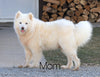 AKC Registered Samoyed For Sale Millersburg, OH Male- Archie
