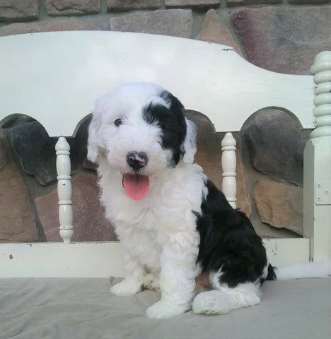 Mini Sheepadoodle For Sale Holmesville, OH Female- Olive