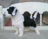 Mini Sheepadoodle For Sale Holmesville, OH Female- Olive