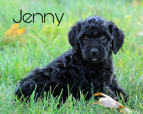 Mini Goldendoodle For Sale Loudenville, OH Female- Jenny