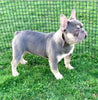 AKC Registered French Bulldog For Sale Fredricksburg, OH Female-Sprinkles