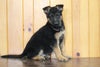AKC Registered German Shepherd For Sale Millersburg, OH Female- Jewel