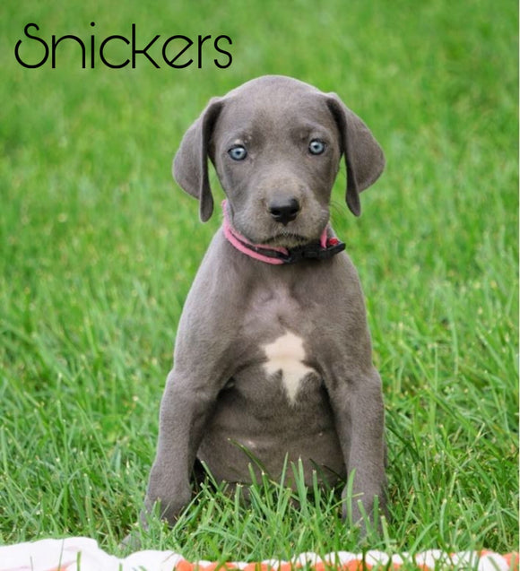 AKC Registered Great Dane For Sale Millersburg, OH Female - Snickers