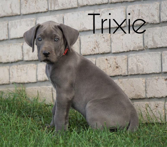 AKC Registered Great Dane For Sale Millersburg, OH Female - Trixie
