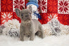 AKC Registered French Bulldog For Sale Fredricksburg, OH Female-Star