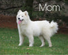 Samoyed Puppy For Sale Fredericksburg, OH Male- Winston