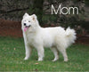 Samoyed Puppy For Sale Fredericksburg, OH Female- Snowy