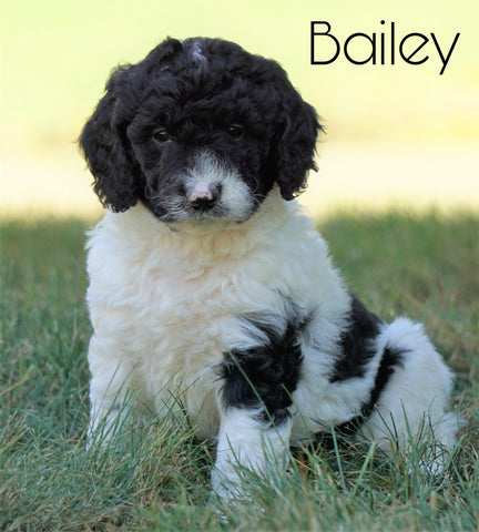 Mini F1B Goldendoodle For Sale Sugarcreek, OH Male- Bailey