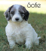 Mini F1B Goldendoodle *BLUE MERLE* For Sale Sugarcreek, OH Female- Sofie