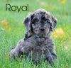 Mini Goldendoodle *BLUE MERLE* For Sale Loudenville, OH Male- Royal