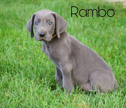 AKC Registered Great Dane For Sale Millersburg, OH Male - Rambo