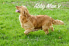 AKC Registered Golden Retriever For Sale Brinkhaven, OH Male- Rocky
