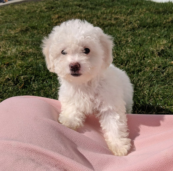 ACA Registered Bichon Frise For Sale Millersburg, OH Female- Abby