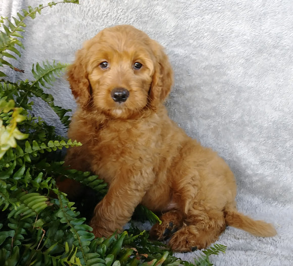 F1 Goldendoodle For Sale Millersburg, OH Female- Abby