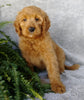 F1 Goldendoodle For Sale Millersburg, OH Female- Abby