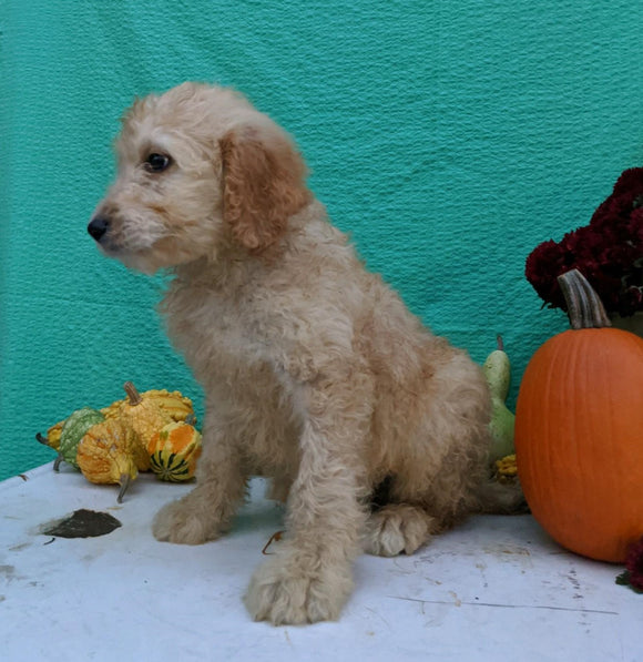 Mini Bernedoodle For Sale Sugarcreek, OH Female- Abby