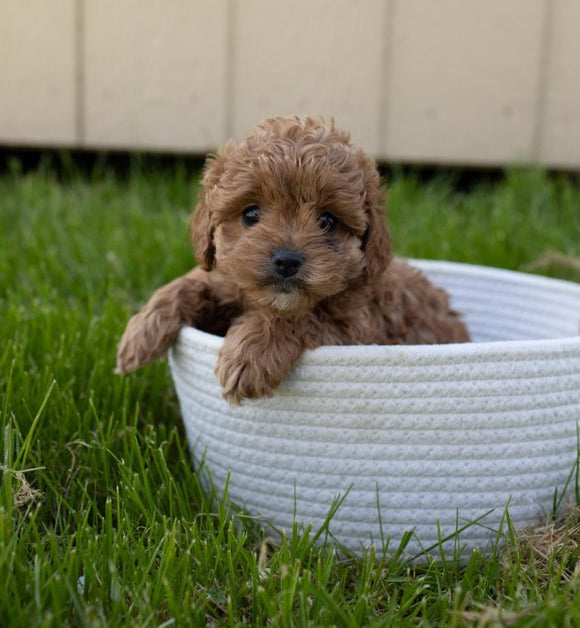 Cockapoo For Sale Fredericksburg, OH Female- Abby