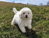 ACA Registered Bichon Frise For Sale Millersburg, OH Female- Abby