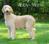Medium F1BB Goldendoodle For Sale Millersburg, OH Male- Aiden