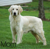AKC Registered English Cream Golden Retriever For Sale Fredericksburg, OH Female- Nutmeg