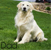 AKC Registered English Cream Golden Retriever For Sale Fredericksburg, OH Female- Nutmeg