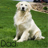 AKC Registered English Cream Golden Retriever For Sale Wooster, OH Male- Dexter