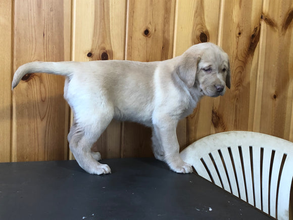 AKC Registered Labrador Retriever For Sale Fredericksburg, OH Female- Addy