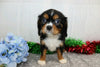 AKC Registered Cavalier King Charles Spaniel For Sale Wooster, OH Male- Aj