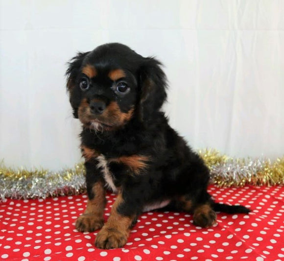 AKC Registered Cavalier King Charles Spaniel For Sale Wooster, OH Male- Alan