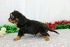 AKC Registered Cavalier King Charles Spaniel For Sale Wooster, OH Male- Alex