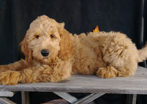 F1 Goldendoodle For Sale Millersburg, OH Male- Alex