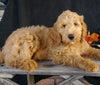 F1 Goldendoodle For Sale Millersburg, OH Male- Alex