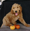 F1 Goldendoodle For Sale Millersburg, OH Male- Alex