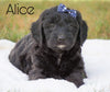 Mini Goldendoodle For Sale Sugarcreek, OH Female - Alice